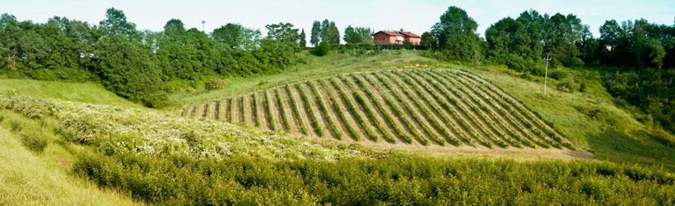 Il Pino Bioagricoltura Villa แตร์รานูโอวา บราชโชลีนี ภายนอก รูปภาพ